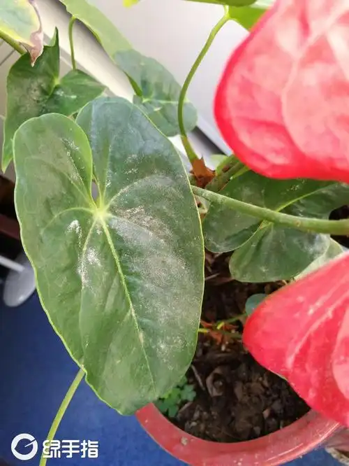 红掌叶片长霉了似的,求教这是什么病?用什么药?
