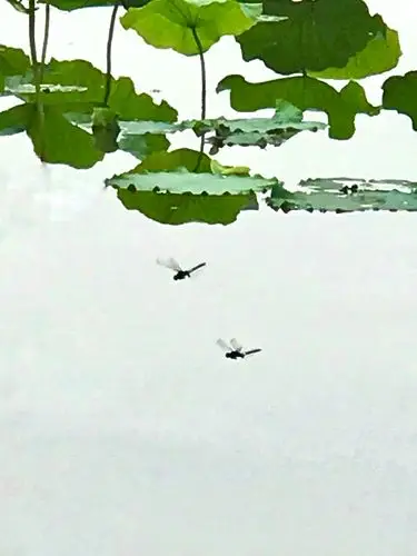 蜻蜓低飞