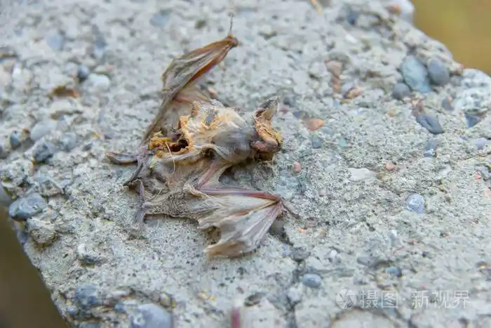 一只死蝙蝠腐烂的动物蝙蝠躺在混凝土上哺乳动物的死亡尸体干了尖翼