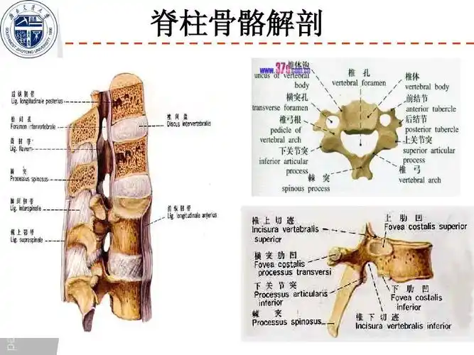 脊柱骨骼解剖