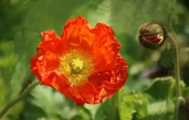 虞美人图片(虞美人图片大全大图)-伯乐百科