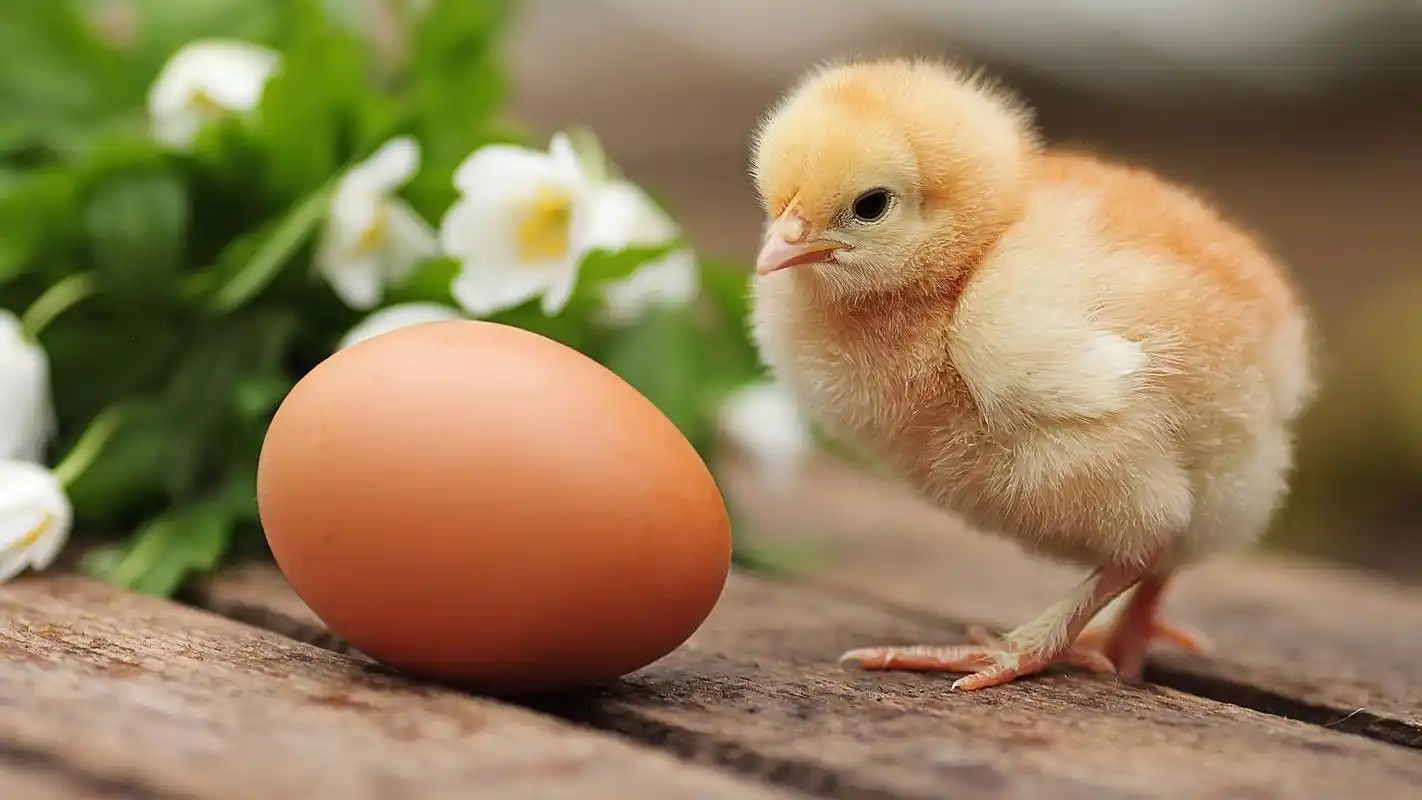 孵化出壳的小鸡高清桌面壁纸