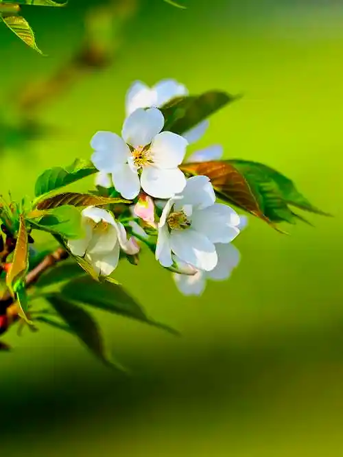 浏阳河岸白桃花