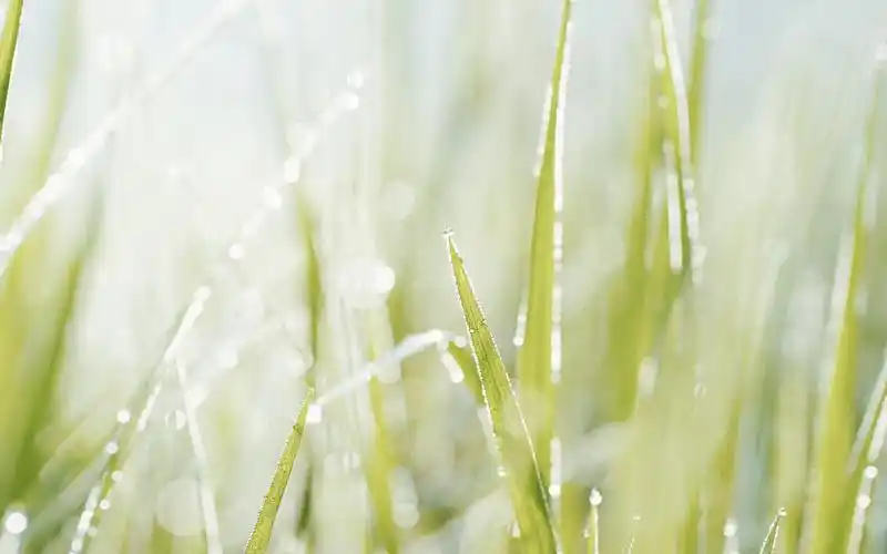 清晨独一无二的小清新植物ins风,风景-回车桌面