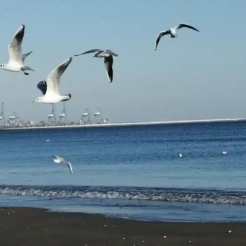 海鸥,大海的精灵