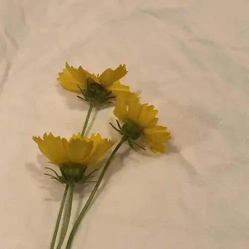 朋友圈背景图 手机壁纸 鲜花 意境图片 ins… - 堆糖,美图壁纸兴趣社