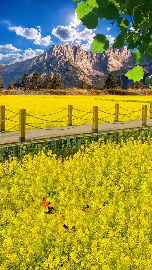 #背景素材 春天真的是个浪漫的季节,目之所及,皆是美好.#唯美意境 #治