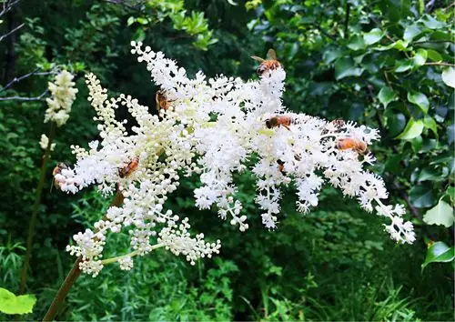 长白山植物与菌类篇