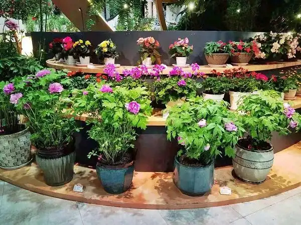 花博会首次换花辰山植物园完成室内展品上新