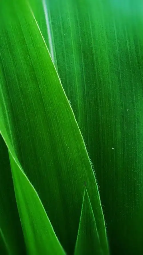 高清绿色护眼手机壁纸