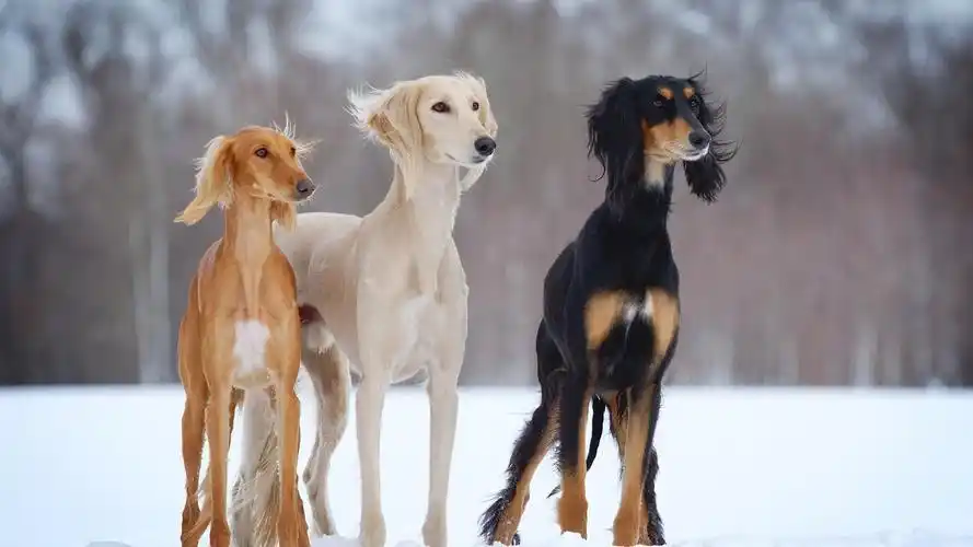 可爱超萌狗狗高清电脑桌面壁纸下载