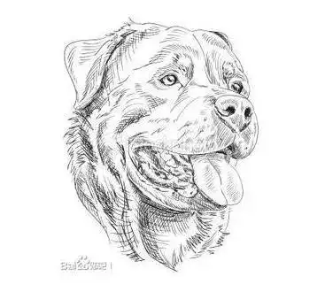 十大猛犬素描画,艺术与野性的碰撞