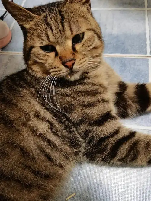 成都美短串串找领养