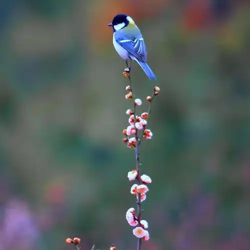 同事方建兵老师的摄影作品(花鸟及家乡美景)