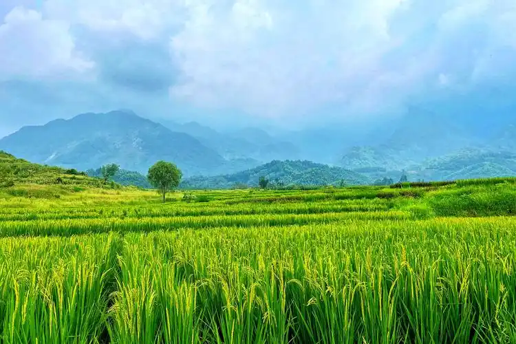 [行行摄摄]峨眉山下,那一片水稻田