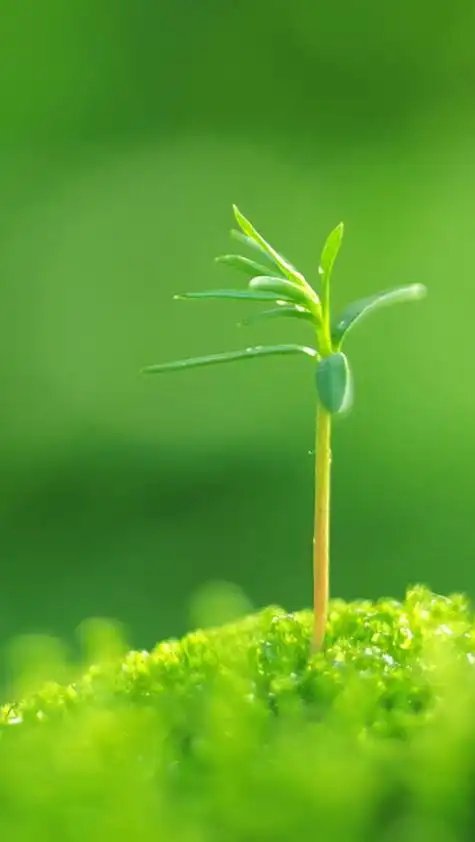 绿色到底有什么特别之处,为什么可以用来保护视力?