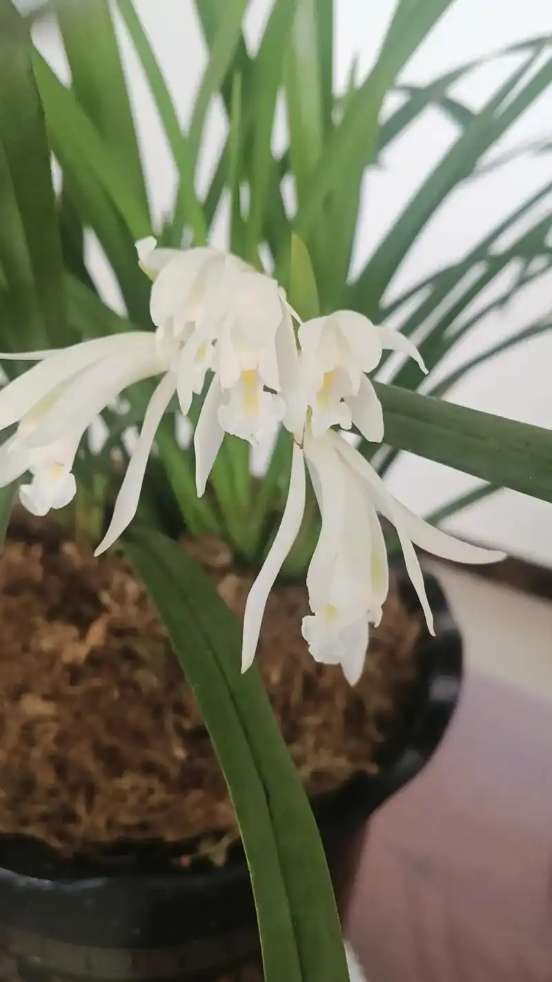 这都是我高价收购到的粽根大雪兰(长寿兰)素花#兰花 #兰花鉴 - 抖音