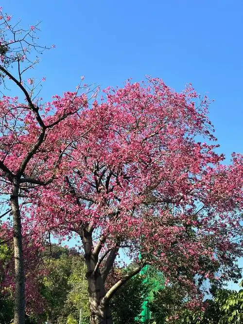 秋天的异木棉是倒放的浪漫春天