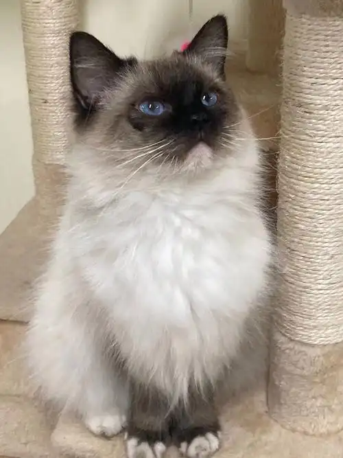 布偶猫500元可以买到吗