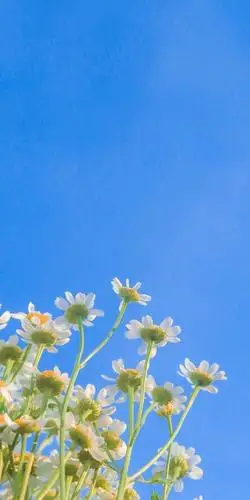 小清新治愈系壁纸