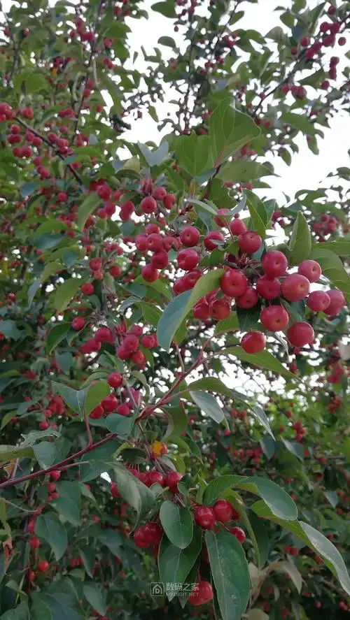 海棠树结果了