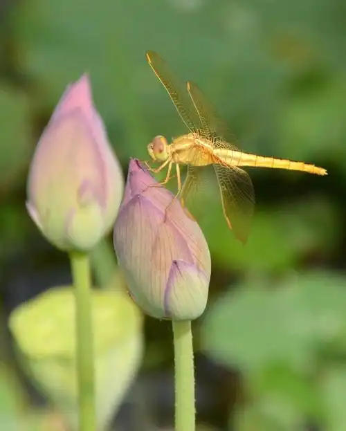 蜻蜓与荷花(乌杨田园荷花风光)