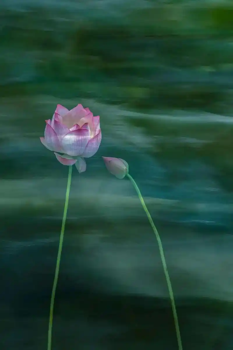 出淤泥而不染 禅意荷花和实盛开