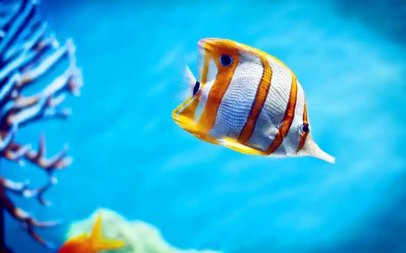 多彩小鱼宽屏壁纸_超美的深海小鱼