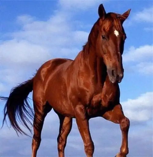 历史上的6匹名马除了赤兔马其余的5匹你都知道么