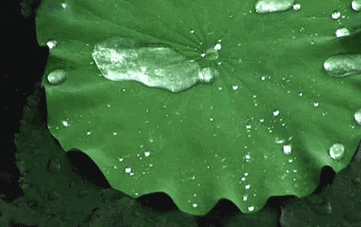 《昭君怨咏荷上雨》:真正的荷花居士!