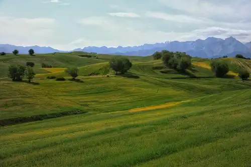 江布拉克的麦田