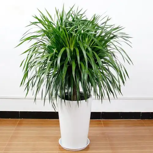 珍贵龙须树龙血树盆栽-办公室植物净化空气吸甲醛防辐