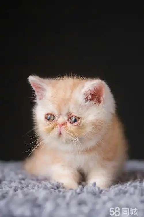 【图】两个月纯种加菲猫 - 东昌府宠物猫 - 聊城58同城