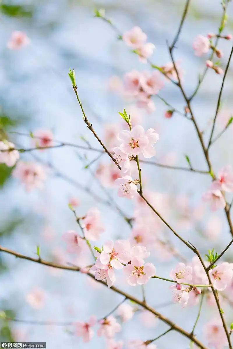桃花花枝背景素材图片