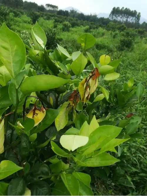 柑橘褐斑病侵染快易复发,防治不及时全园都发病|作物种植专栏|汕头市