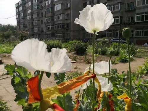 美丽妖艳本无罪,罂粟花开正当时