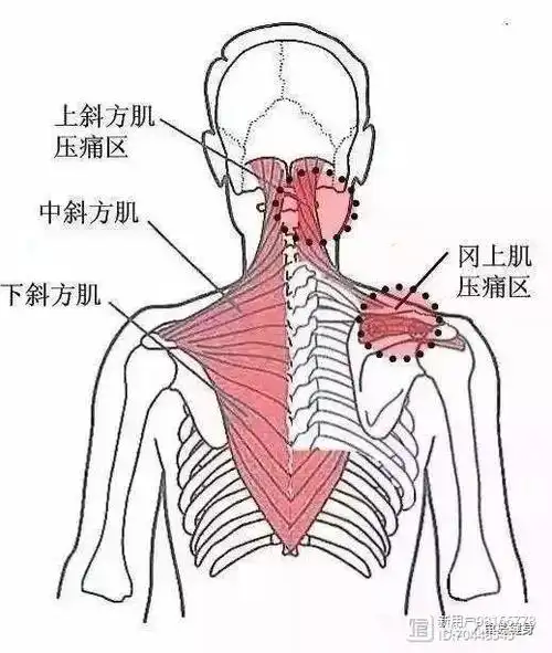 训练斜方肌的动作哑铃y形上举