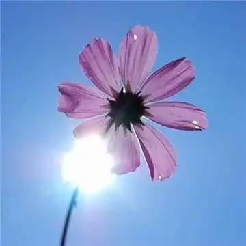 2021女人好运的微信头像