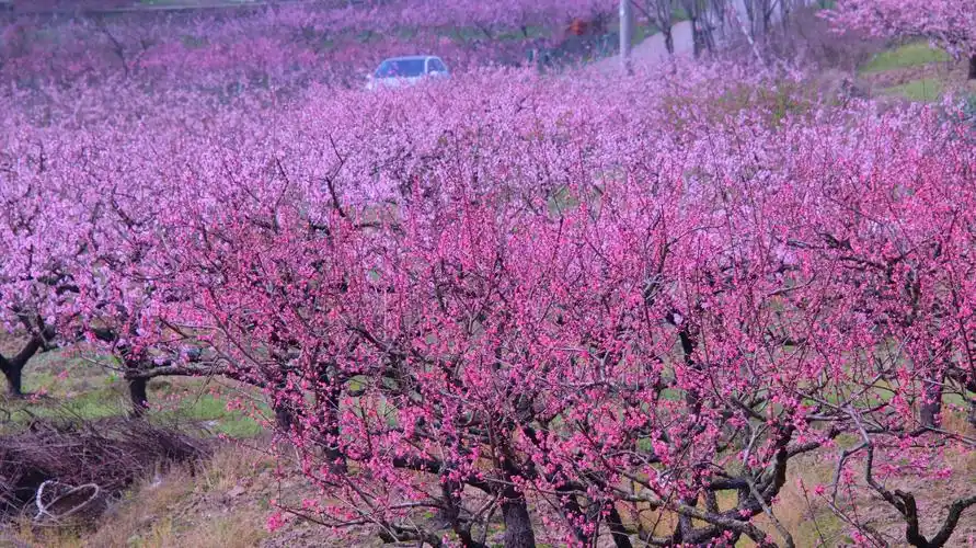 春风十里桃花红(浙中桃花源)