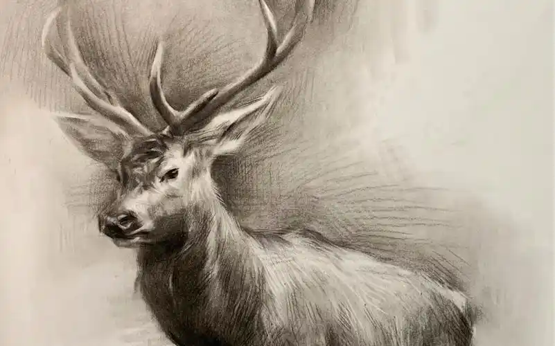 素描藏兽马鹿绘画过程