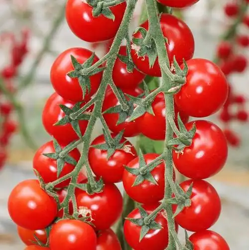 有人喜欢吃小番茄吗?当水果吃的那种