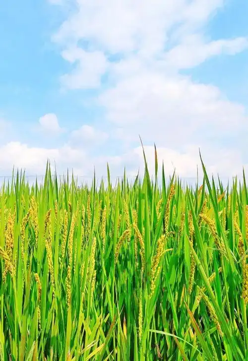 深秋高新,只此"黄"绿~|稻田|水稻|田埂|农业园_网易订阅