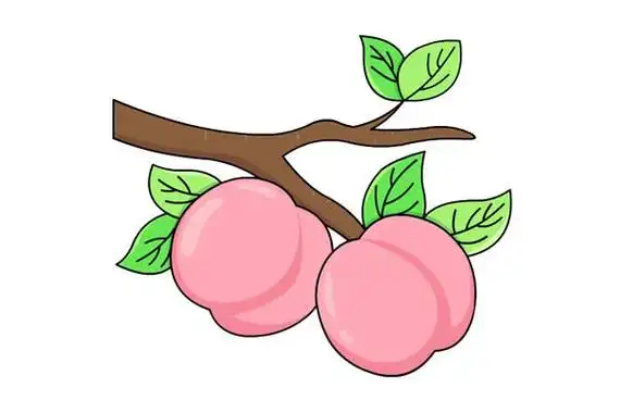 树枝上的桃子简笔画彩色画法