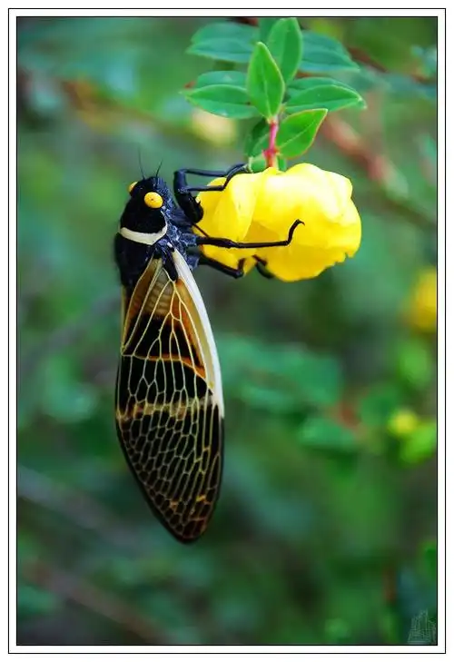 居高声自远 非是藉秋风——秋蝉写真集 - 伴月轩主 - 伴月轩主的博客