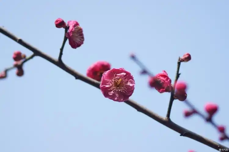 出太阳了梅花也开