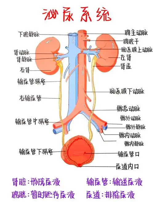 📚泌尿系统解剖图解析🧠