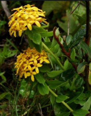 花为黄色的 黄花瑞香