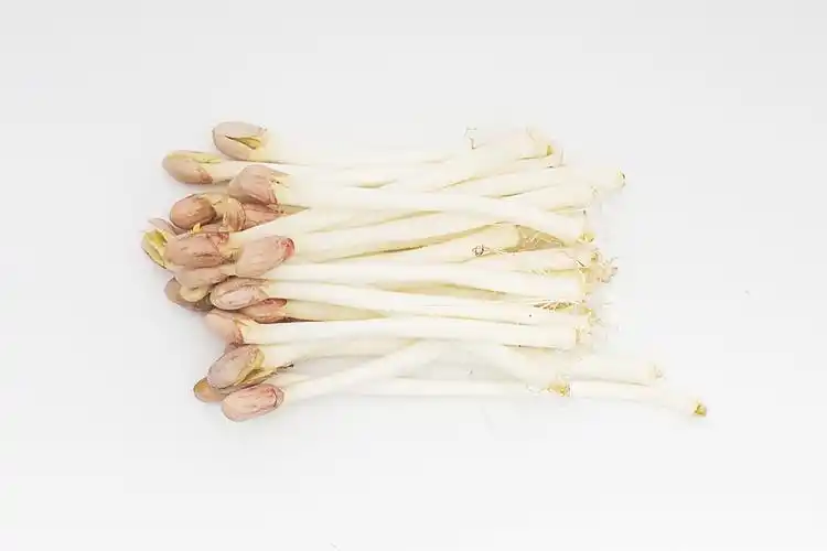 通过浸泡制作的花生芽(图片来源:视觉中国) 至于生姜发芽,问题则出