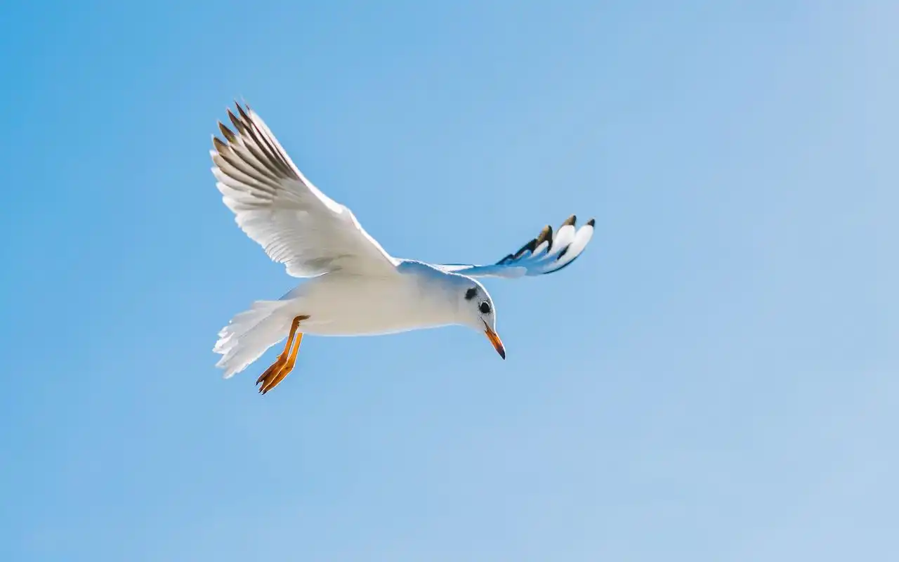 海鸥清新图片大全高清电脑桌面壁纸