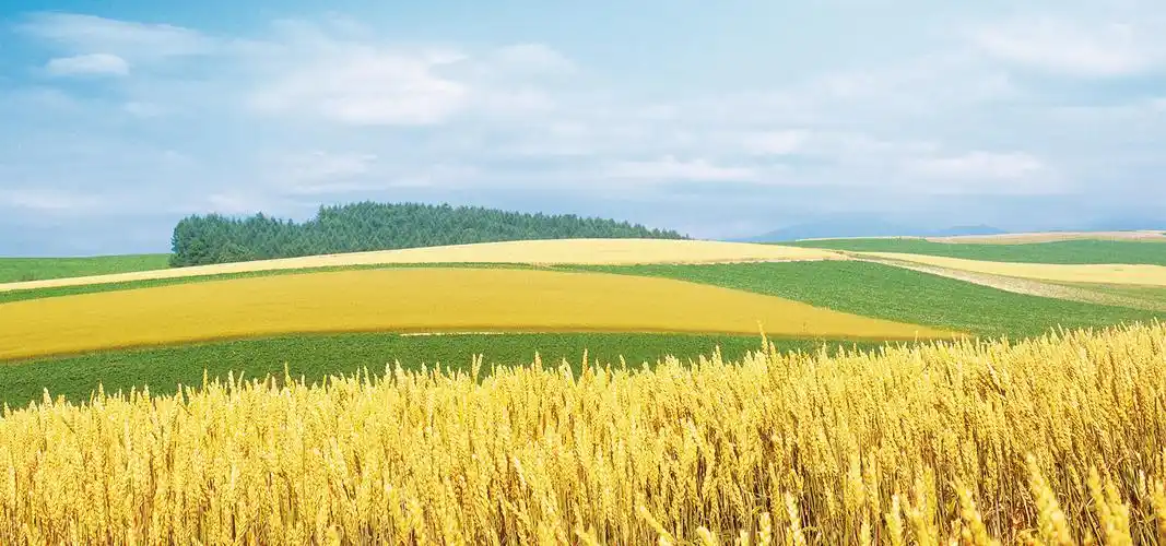 《麦田里的守望者》:书中的守望者是谁?读者:这个守望者叫善良